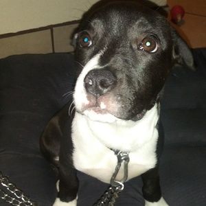 Meet your Posher, Luis